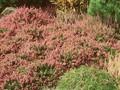 Calluna vulgaris Mullion Image 1