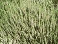 Calluna vulgaris Spring Cream Image 1