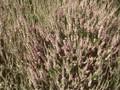 Calluna vulgaris Spring Torch Image 1