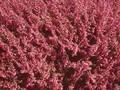 Calluna vulgaris Tenuis Image 1