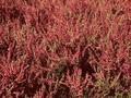 Calluna vulgaris Tib Image 1