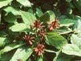 Calycanthus sterilis Image 1