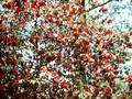 Camellia japonica Image 1