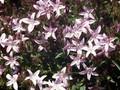 Campanula poscharskyana Lisduggan Variety Image 1