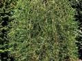 Caragana arborescens Walker Image 1