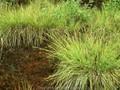 Carex curta Image 1