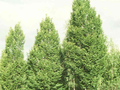 Carpinus betulus Image 1