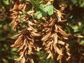 Carpinus betulus Quercifolia Image 1