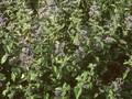 Caryopteris incana Image 1