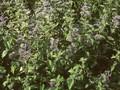 Caryopteris mastacantha Image 1