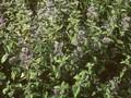 Caryopteris sinensis Image 1
