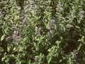 Caryopteris tangutica Image 1