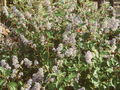 Ceanothus delilianus Gloire de Versailles Image 1