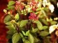 Ceanothus pallidus Perle Rose Image 1