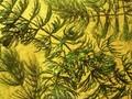 Ceratophyllum demersum Image 1