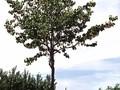 Cercis siliquastrum Image 1