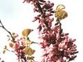 Cercis siliquastrum Image 3