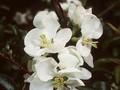 Chaenomeles superba Jet Trail Image 1