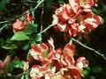Chaenomeles superba Pink Lady Image 1