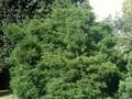 Chamaecyparis obtusa Coralliformis Image 1