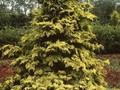 Chamaecyparis obtusa Crippsii Image 1