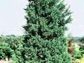 Chamaecyparis obtusa Drath Image 1