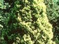Chamaecyparis pisifera Plumosa Aurea Image 1
