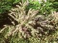 Chamaecytisus purpureus Image 1