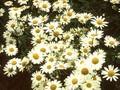 Chrysanthemum leucanthemum Image 1
