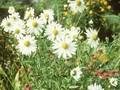 Chrysanthemum uliginosum Image 1