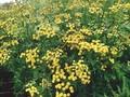 Chrysanthemum vulgare Image 1