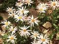 Chrysanthemum weyrichii Image 1