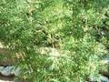 Chusquea coronalis Image 1