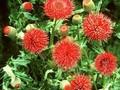 Cirsium japonicum Rose Beauty Image 1