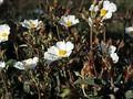 Cistus laurifolius Image 1