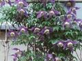 Clematis Atragene-Grp Frances Rivis Image 1