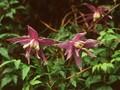 Clematis Atragene-Grp Maidwell Hall Image 1