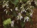 Clematis jouiniana Image 1