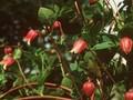 Clematis texensis Image 1