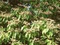Clerodendrum trichotomum var fargesii Image 1