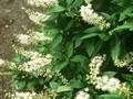 Clethra acuminata Image 1