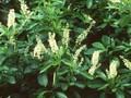 Clethra alnifolia Image 1