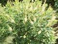 Clethra alnifolia Pink Spire Image 1