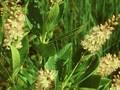 Clethra alnifolia Rosea Image 1