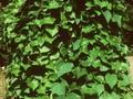 Cocculus orbiculatus Image 1