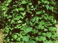 Cocculus trilobus Image 1