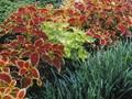Coleus Image 1