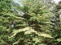 Cornus brachypoda Image 1