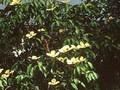 Cornus capitata Image 1