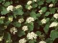 Cornus sanguinea Image 1